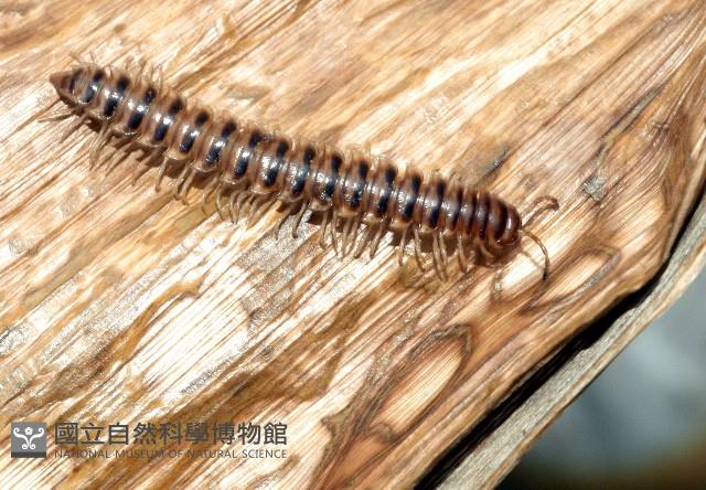 花蓮章氏馬陸藏品圖，第4張
