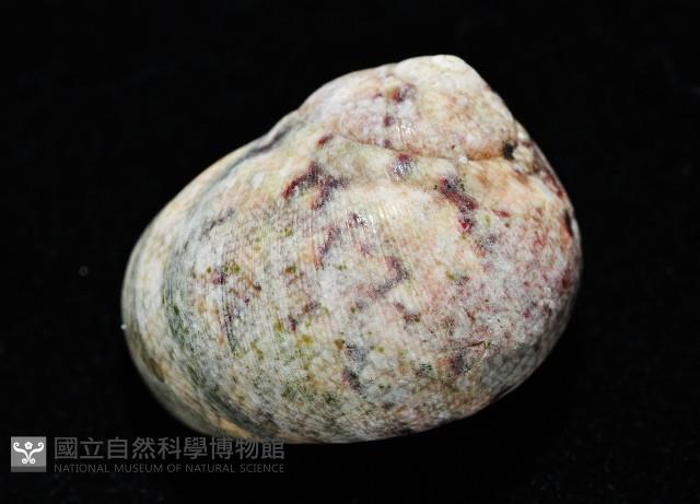 金口鐘螺藏品圖，第4張