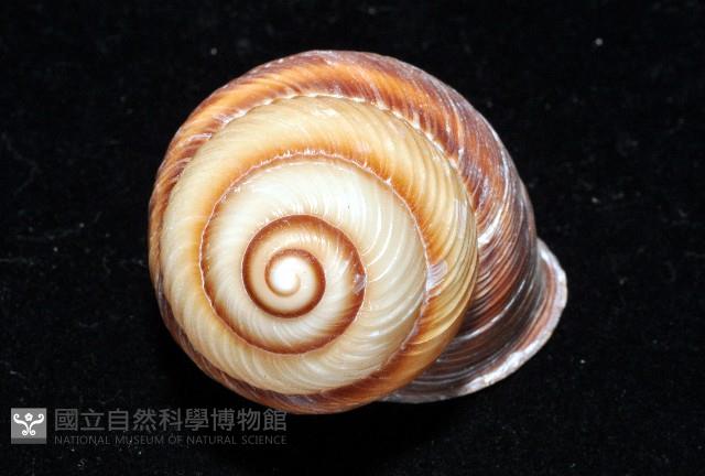 南亞蝸牛之一種藏品圖，第4張