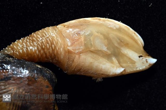 繁毛阿南鎧茗荷藏品圖，第4張