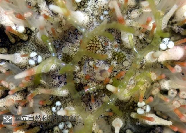 疣裸海膽藏品圖，第4張