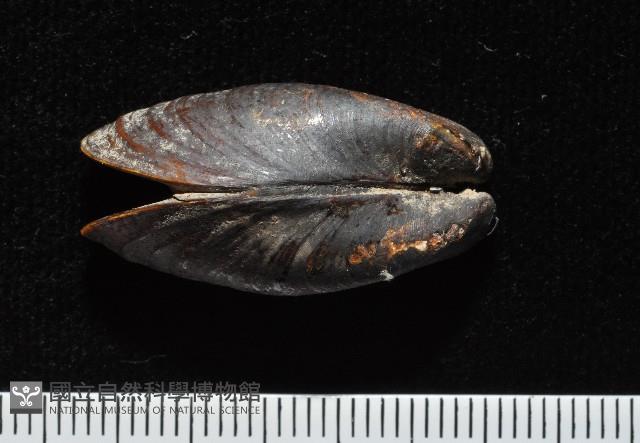 河殼菜蛤藏品圖，第4張