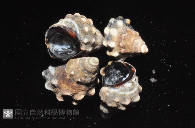 顆粒玉黍螺藏品圖，第4張