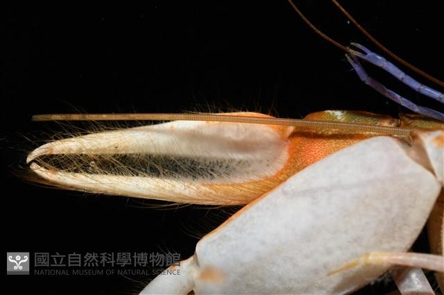 劍脊槍蝦藏品圖，第4張