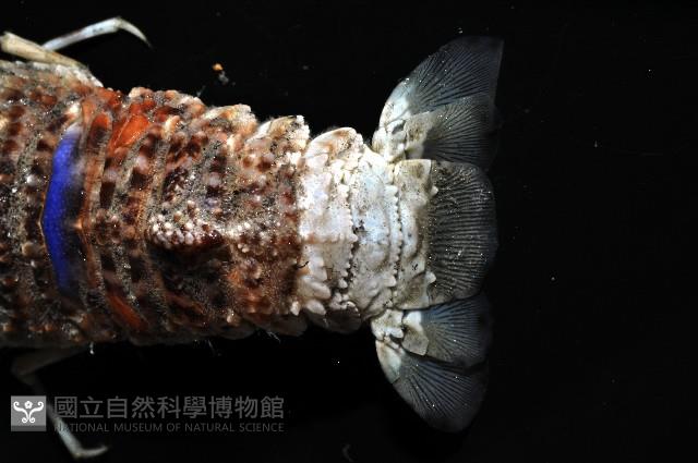 皺褶蟬蝦藏品圖，第4張