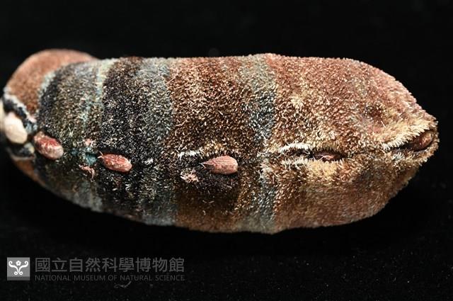 眼形隱板石鱉藏品圖，第4張