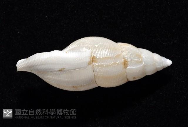 子彈布紋螺藏品圖，第4張