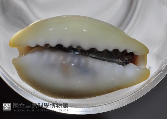 黃寶螺藏品圖，第4張