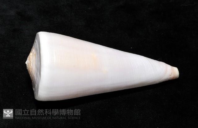 胭脂芋螺藏品圖，第4張