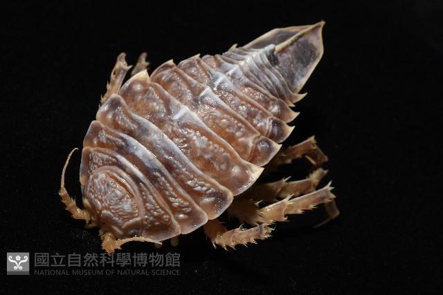 南極劍突水虱藏品圖，第4張