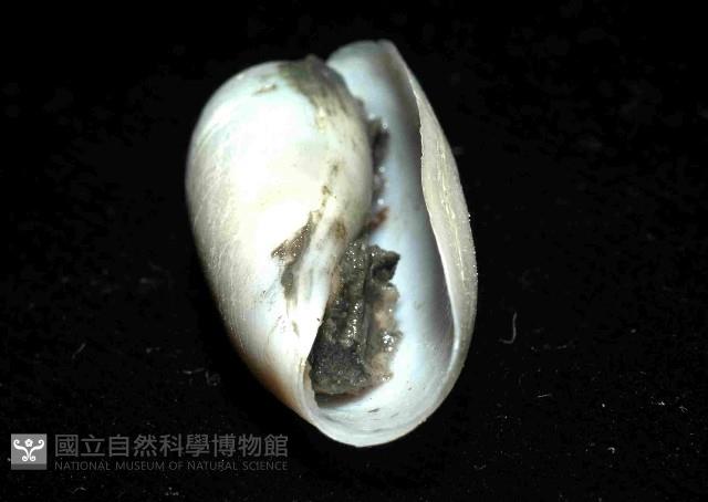 未知種深海粗米螺藏品圖，第4張