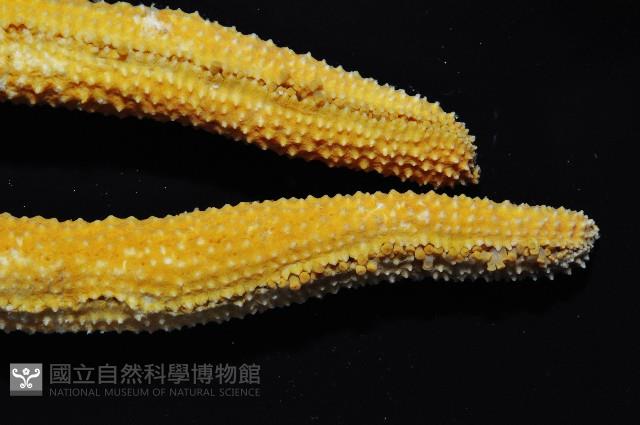 呂宋棘海星藏品圖，第4張