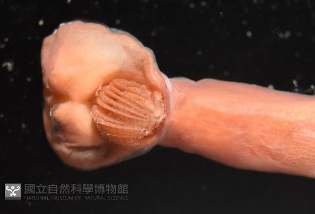 外藤壺藏品圖，第4張