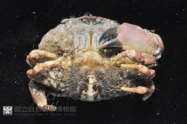 細巧皺蟹藏品圖，第4張