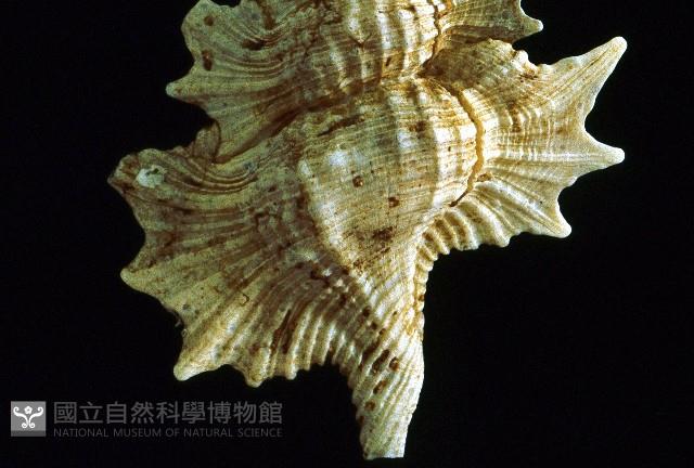 翼法螺藏品圖，第4張