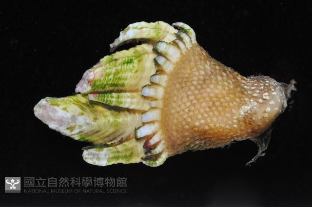 龜足茗荷(龜爪茗荷)藏品圖，第4張