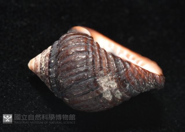 鐵齒蛹筆螺藏品圖，第4張