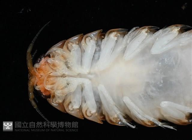未知種紡錘水虱藏品圖，第4張
