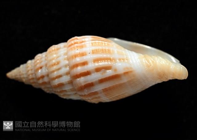 展翼蛹筆螺藏品圖，第4張