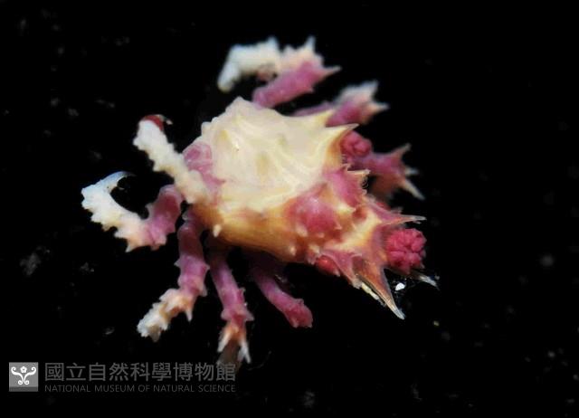 奧氏櫻蛛蟹藏品圖，第4張