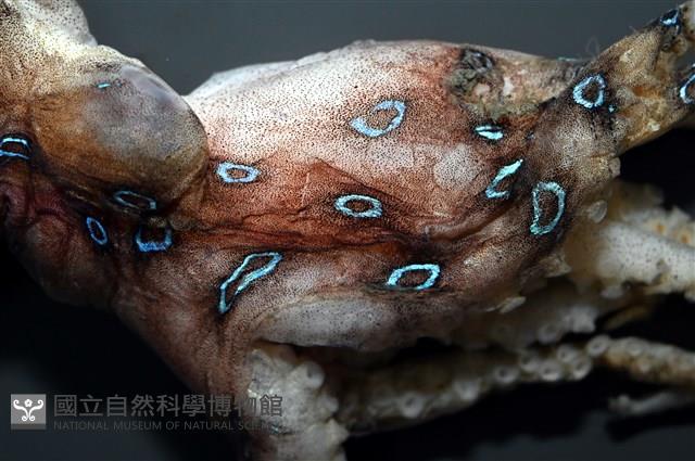 未知種藍環章魚藏品圖，第4張