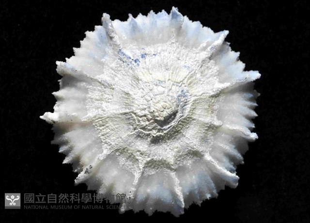 韋氏冠杯珊瑚藏品圖，第4張