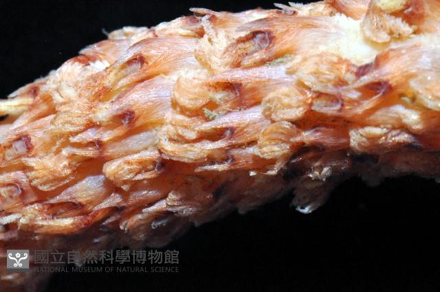 麥氏棘羽海鰓藏品圖，第4張