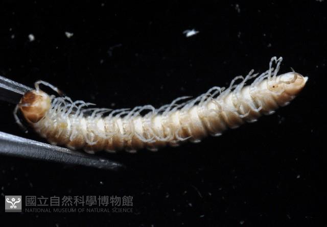 霍氏繞馬陸藏品圖，第4張