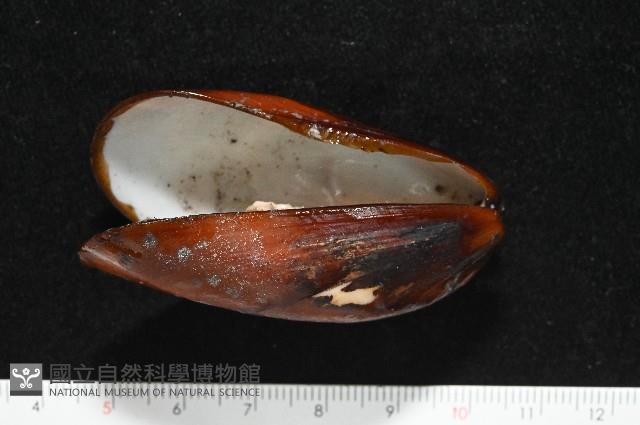 平端深海殼菜蛤藏品圖，第4張