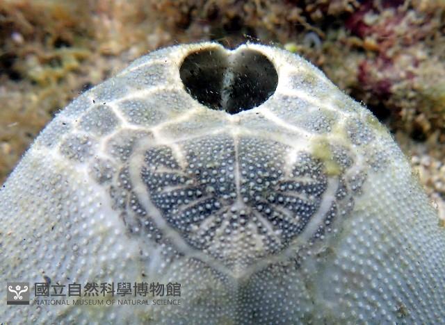 心形海壺藏品圖，第4張