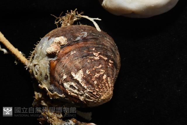 北極有柄海鞘藏品圖，第4張