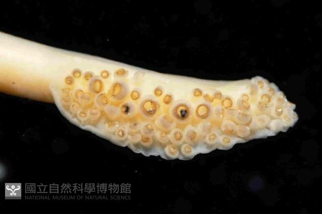 絲腕烏賊(新種)藏品圖，第4張