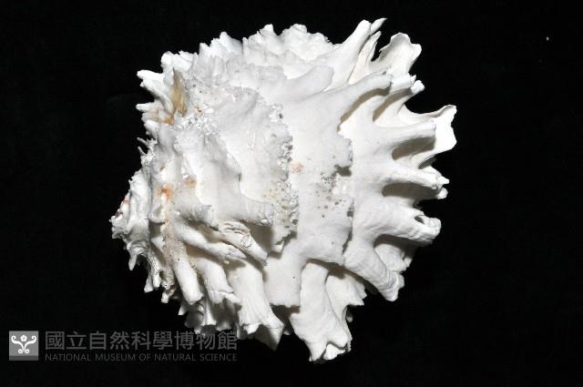菊花偏口蛤藏品圖，第4張