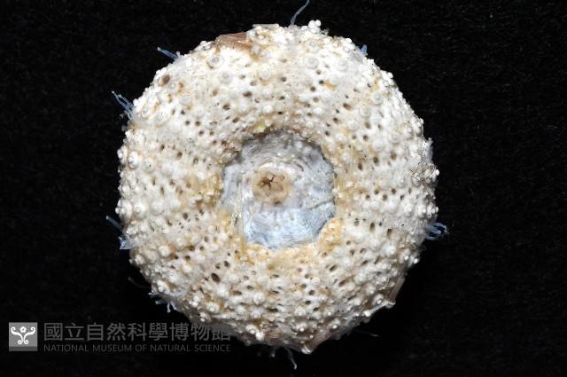 芮氏刻肋海膽藏品圖，第4張