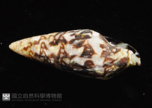 似長麥螺(馬登氏麥螺)藏品圖，第4張