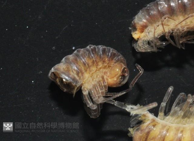 棘刺東京泡馬陸藏品圖，第4張