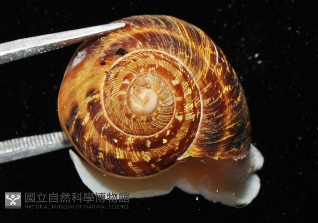 庭園蝸牛藏品圖，第4張