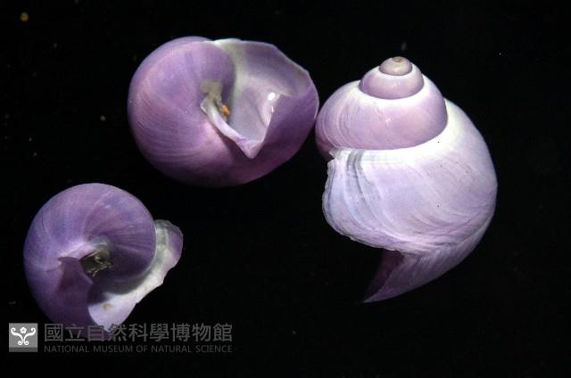 侏儒紫螺藏品圖，第4張