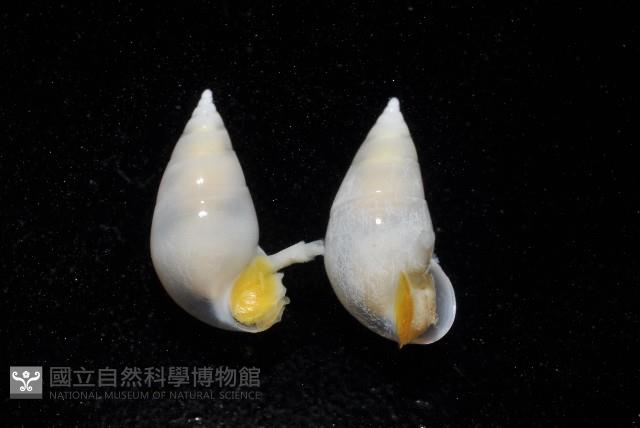 瓷螺之一種藏品圖，第4張