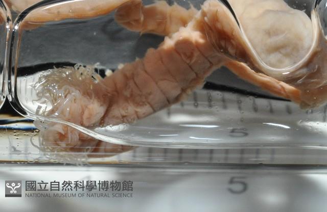 梧棲搓蟄蟲藏品圖，第4張