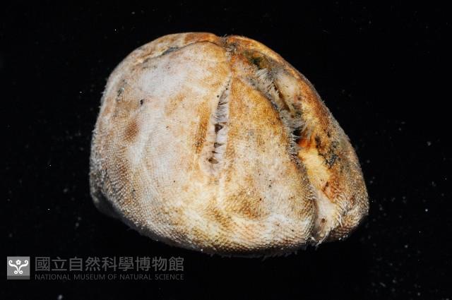 命運神海膽藏品圖，第4張