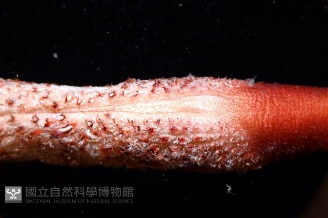 麥氏棘羽海鰓藏品圖，第4張