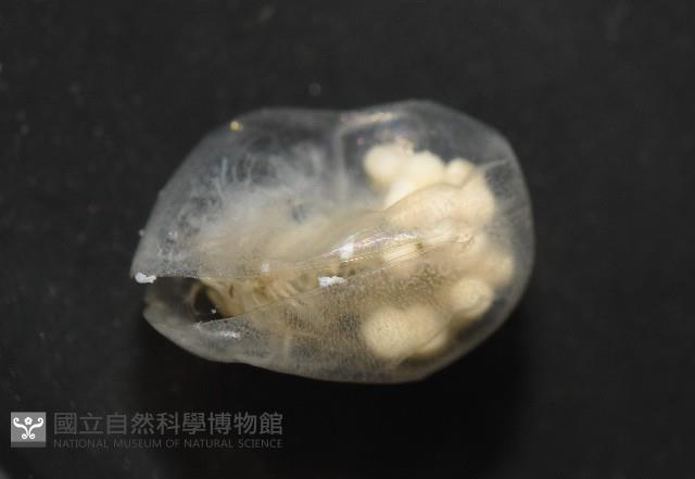 未知種海螢藏品圖，第4張
