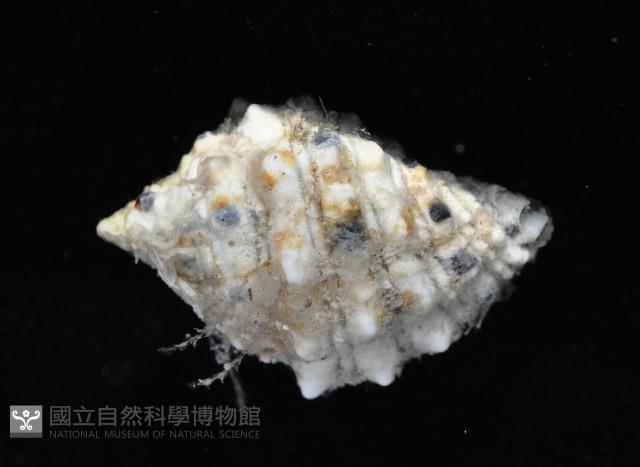 紫口岩螺藏品圖，第4張