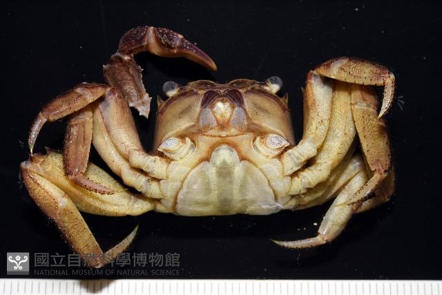 印痕仿相手蟹藏品圖，第4張