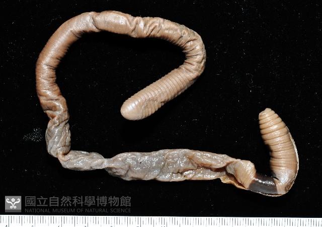 高屏遠環蚓藏品圖，第4張