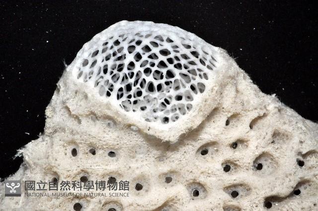 未知種拂子偕海綿藏品圖，第4張