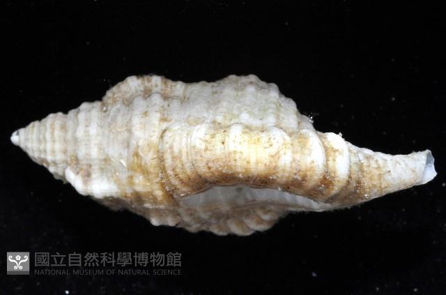 小白法螺藏品圖，第4張