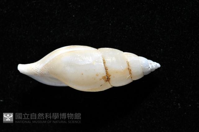 子彈布紋螺藏品圖，第4張
