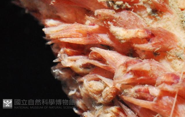 麥氏棘羽海鰓藏品圖，第4張
